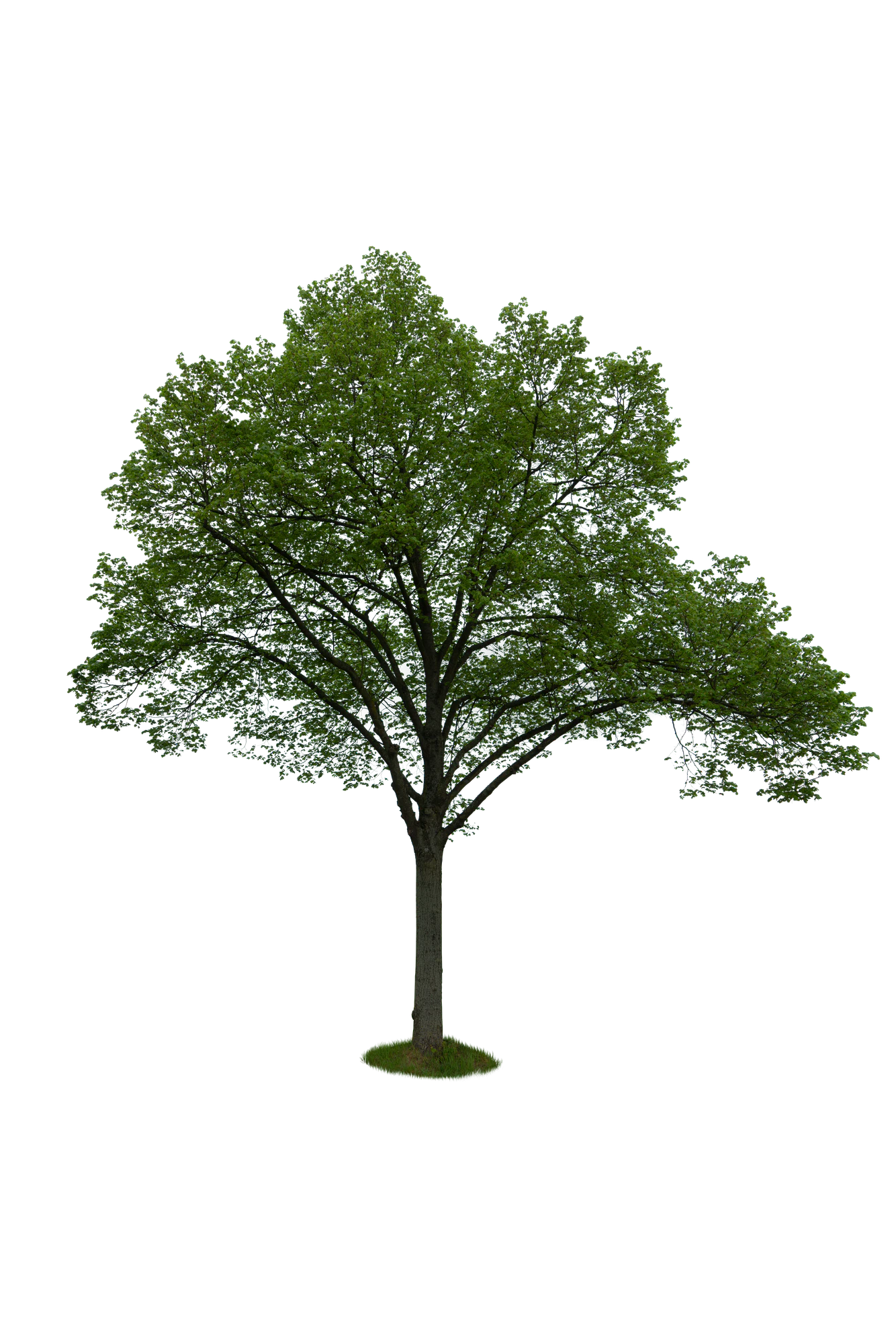 spring tree 056 — Descargar