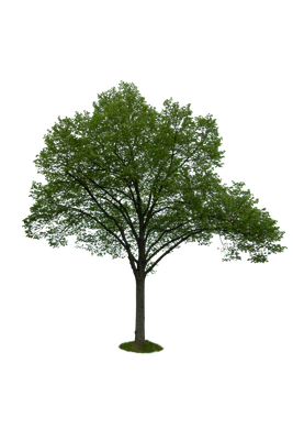 spring tree 056 — Descargar