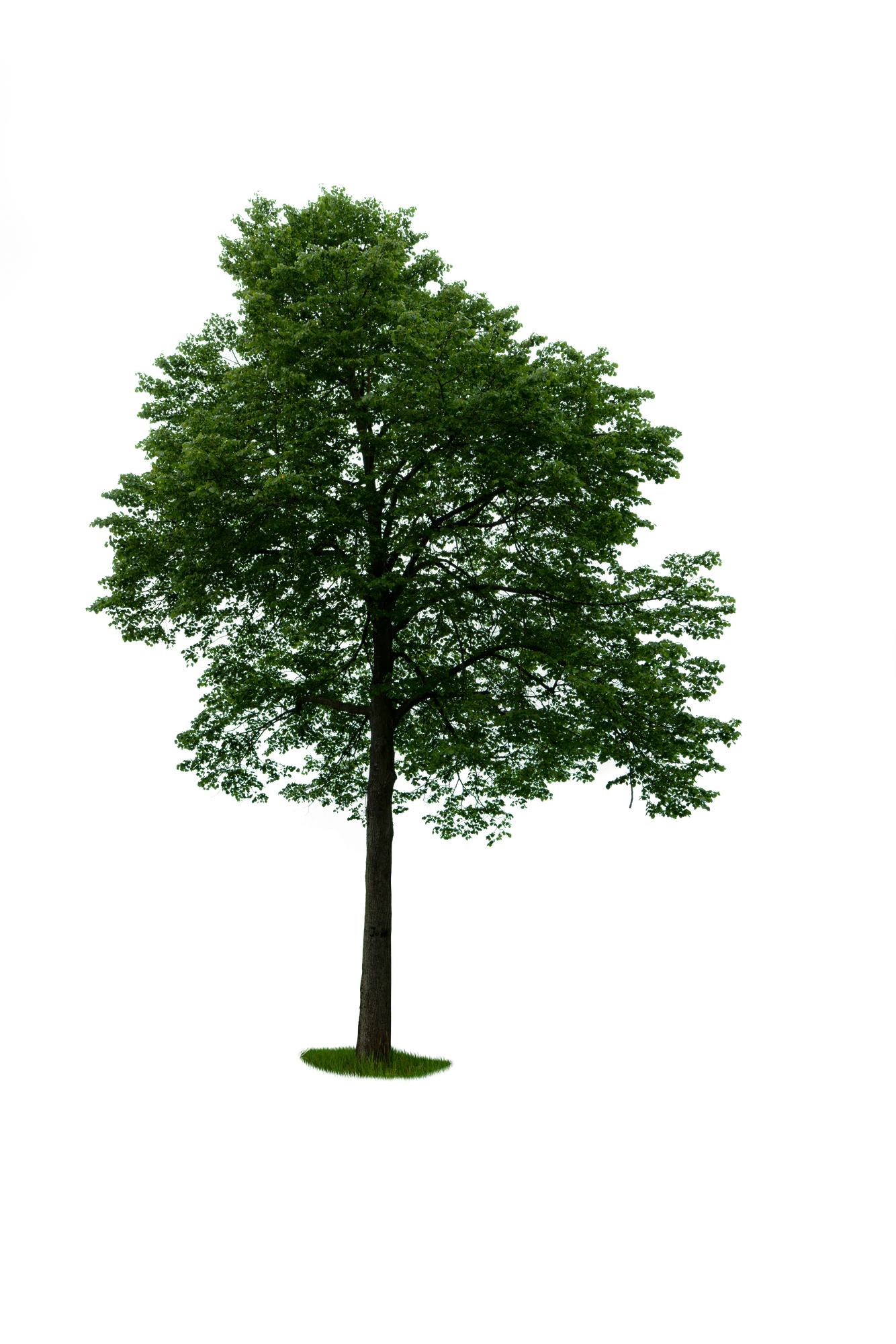 spring tree 057 — Скачать