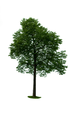 spring tree 057 — Скачать
