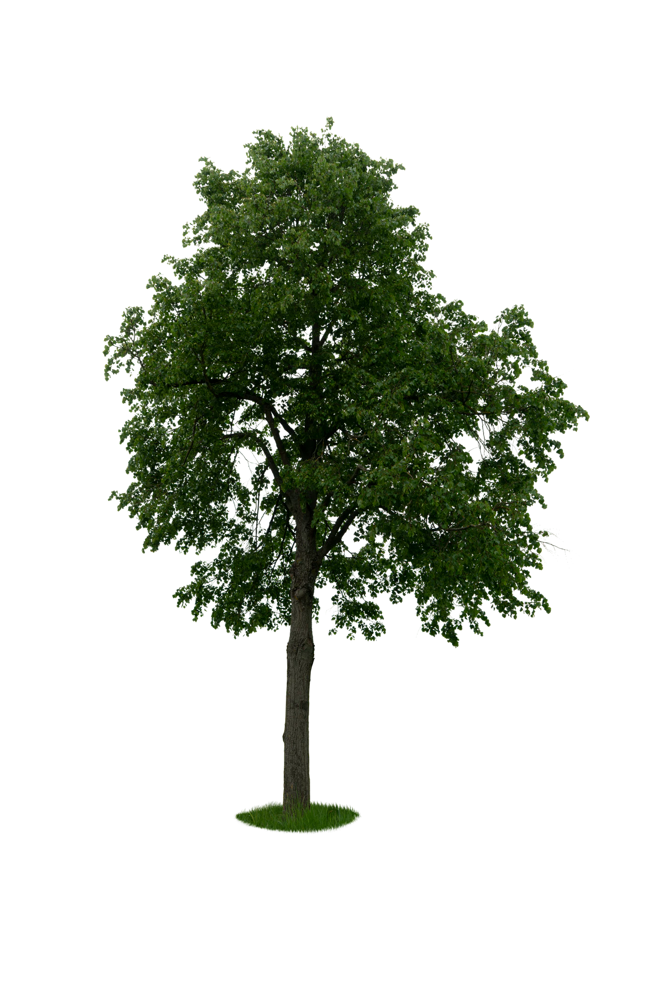 spring tree 058 — Descargar