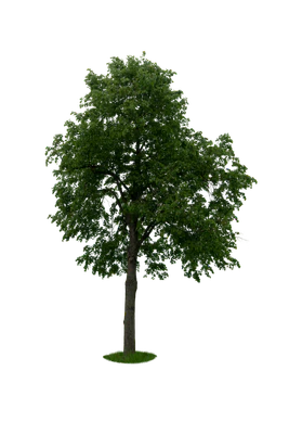 spring tree 058 — Descargar