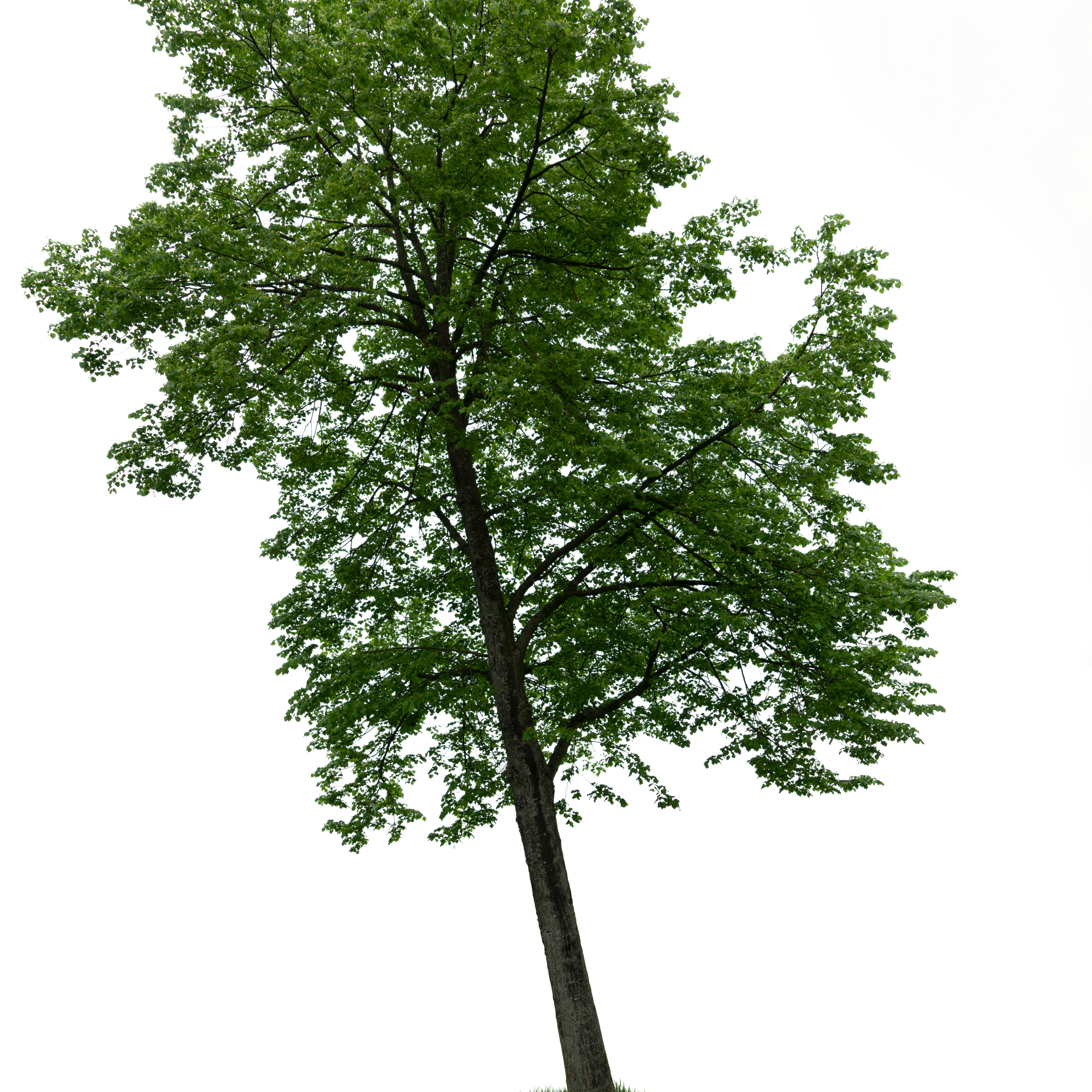 spring tree 059 — Скачать