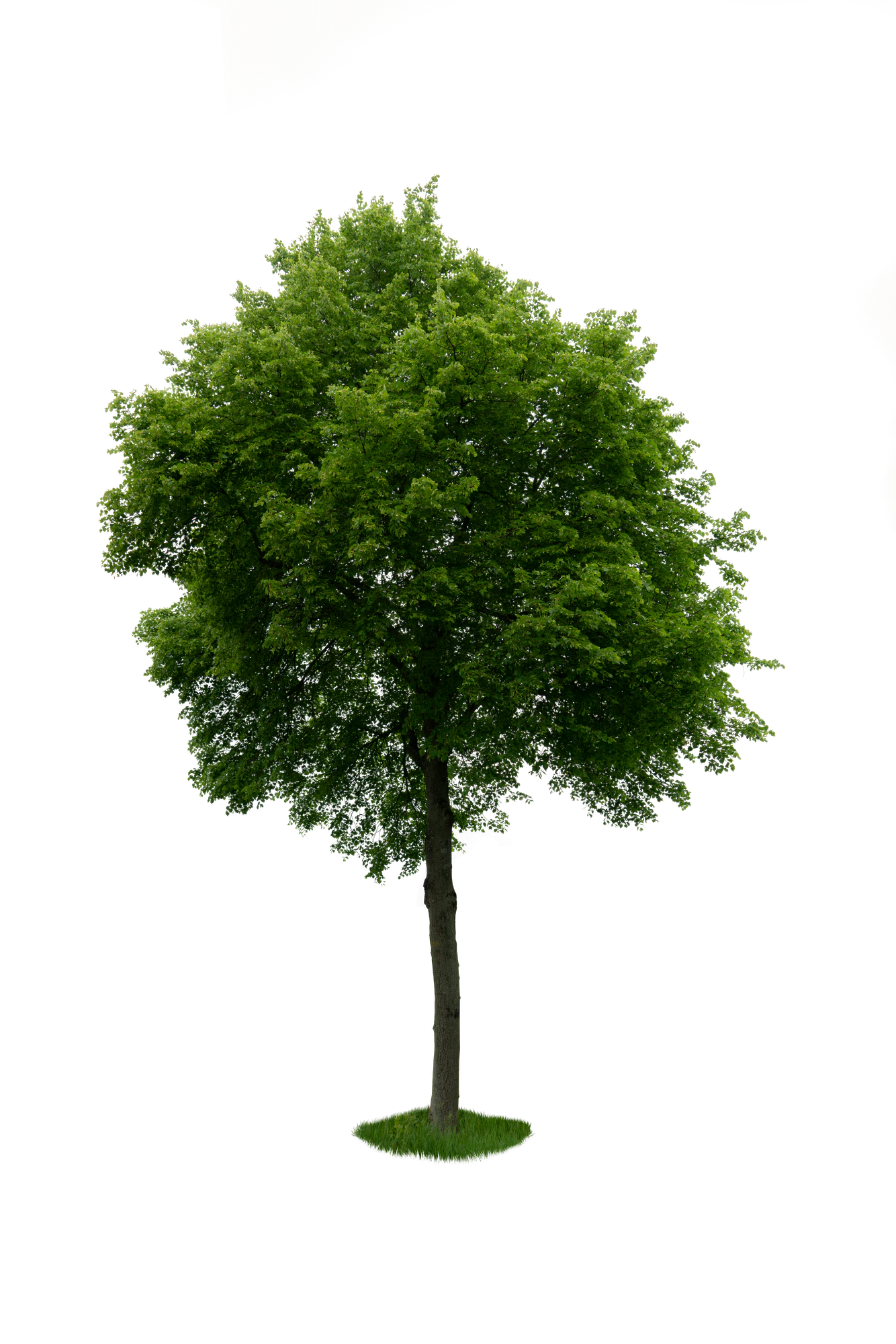 spring tree 060 — Descargar