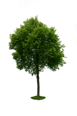 spring tree 060 — Descargar