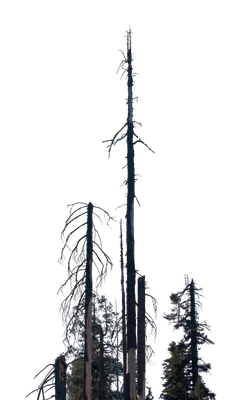 005 — Скачать