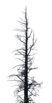 007 — Descargar