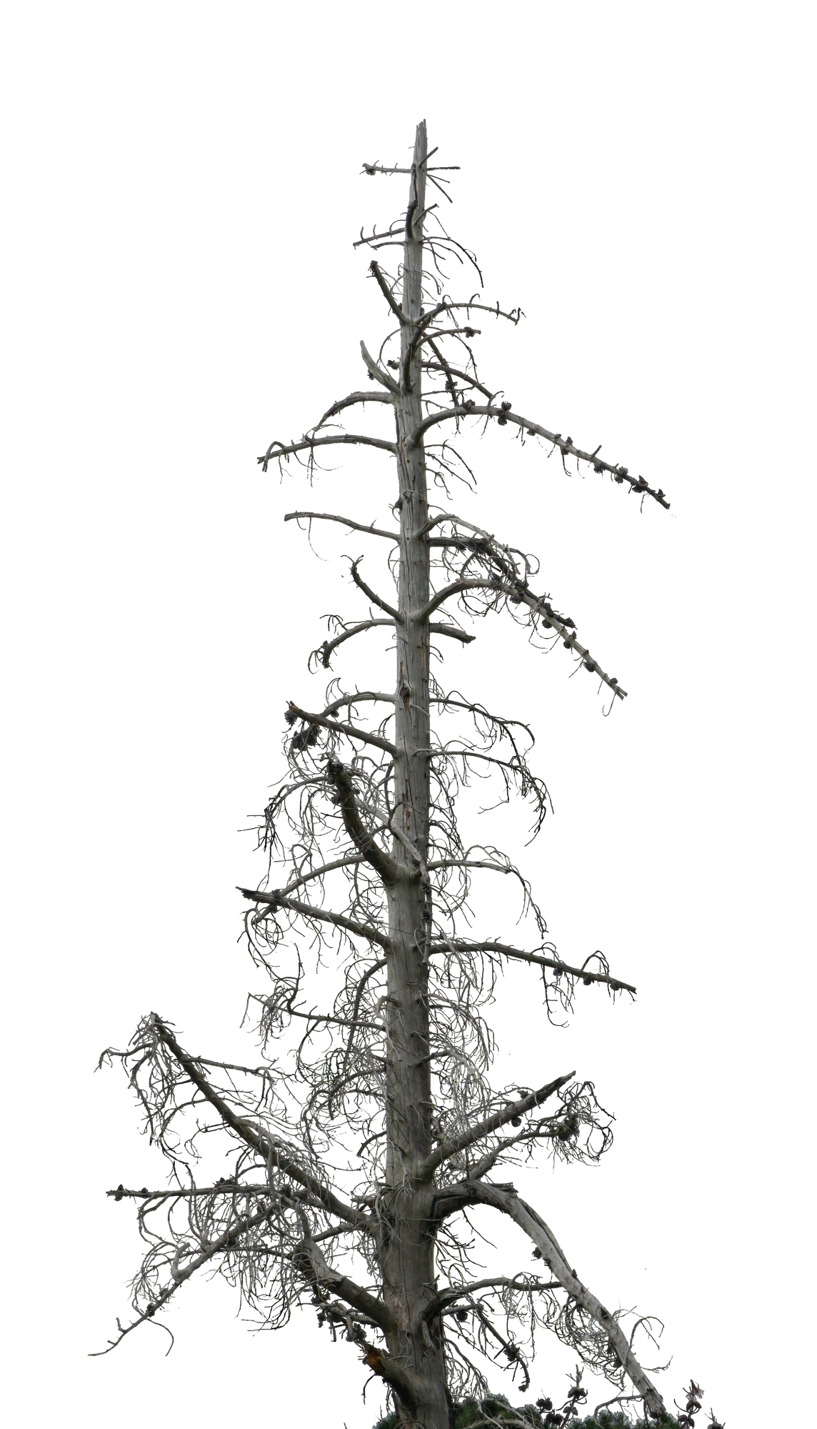 008 — Скачать