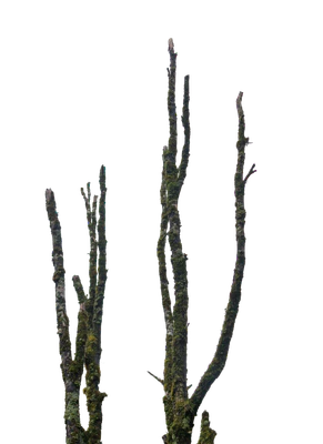 027 — скачать