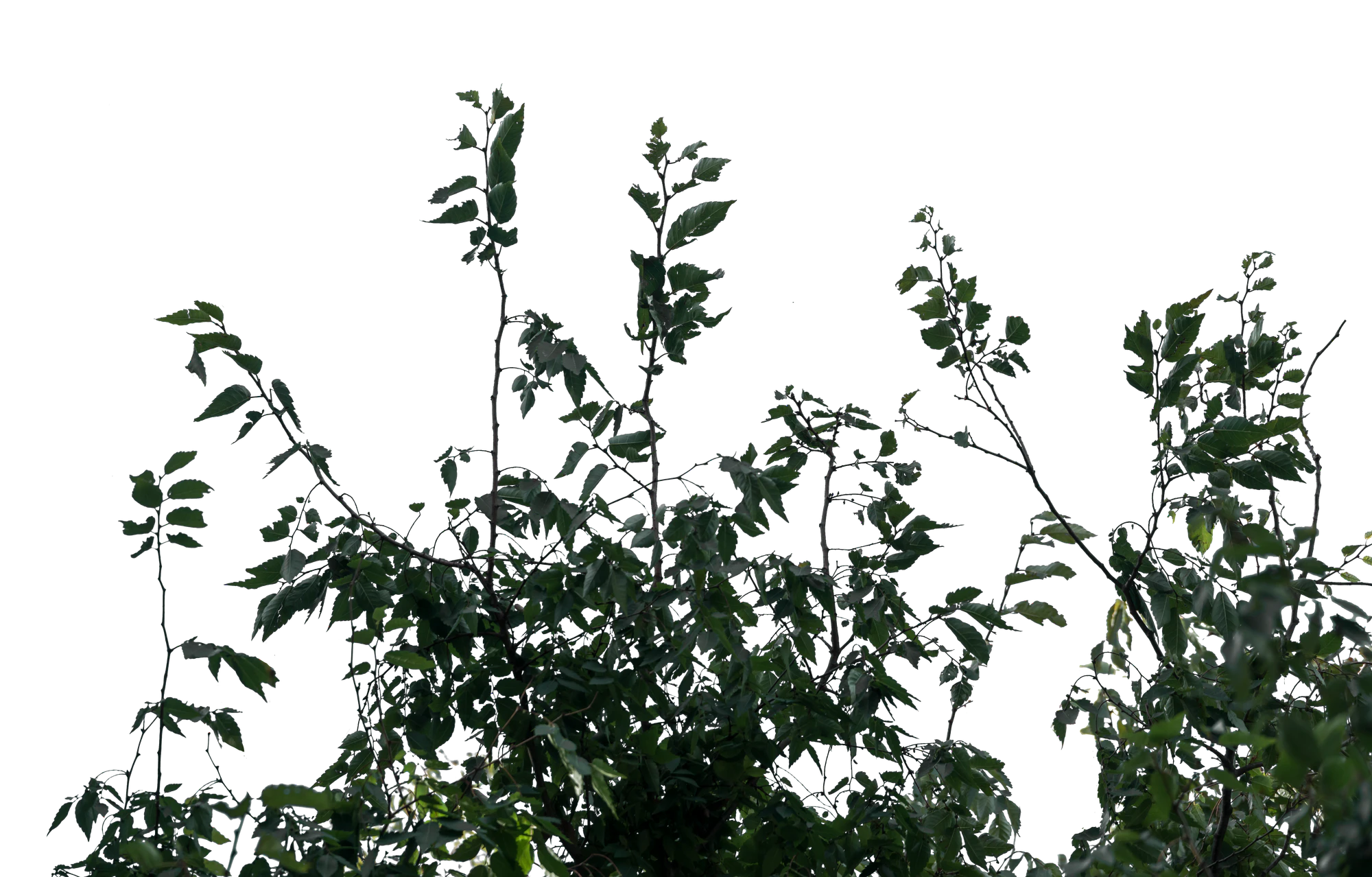 080 — Скачать