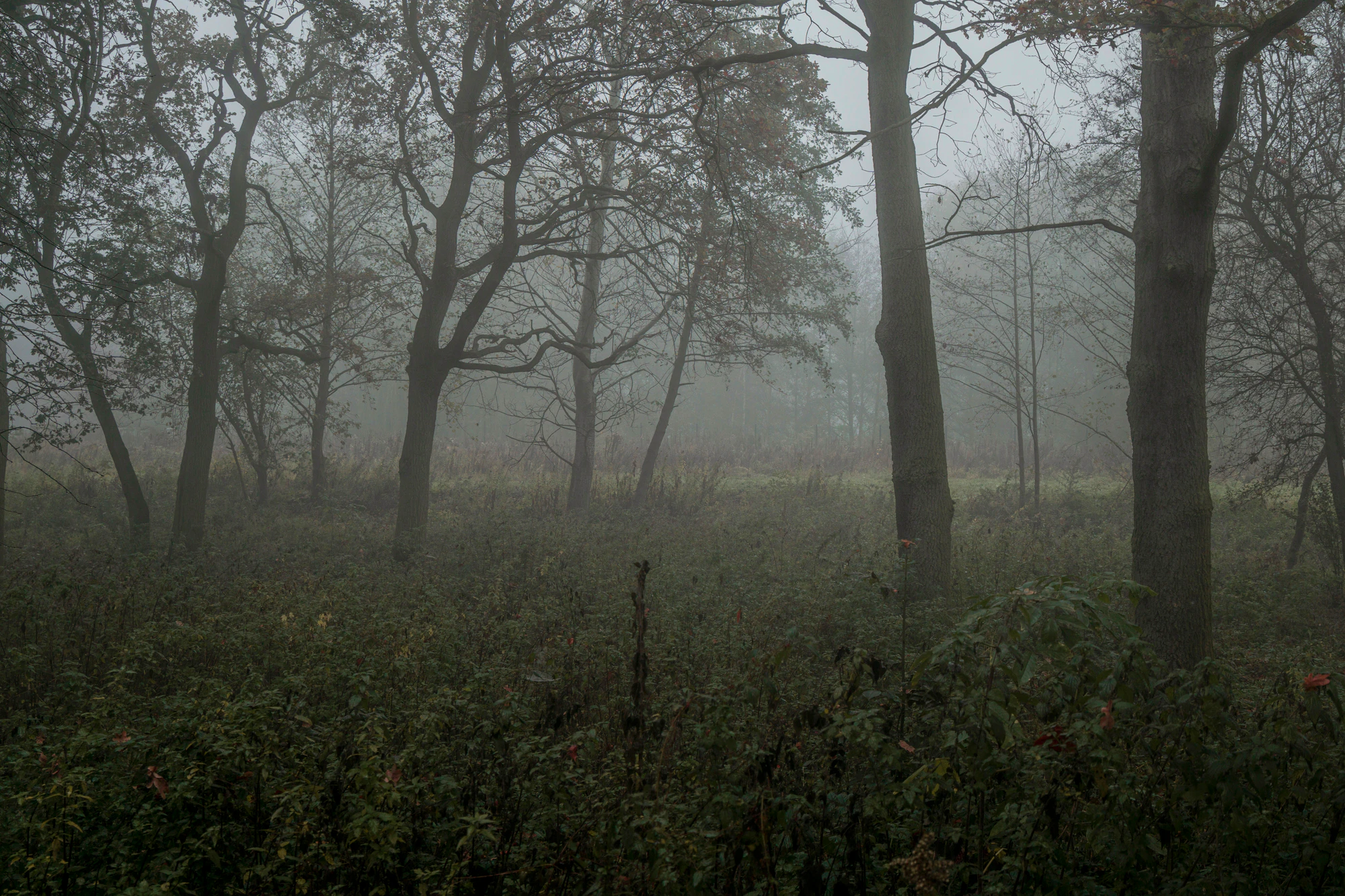 419 — Скачать
