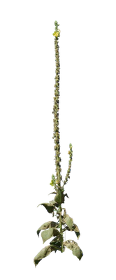 024 — Descargar