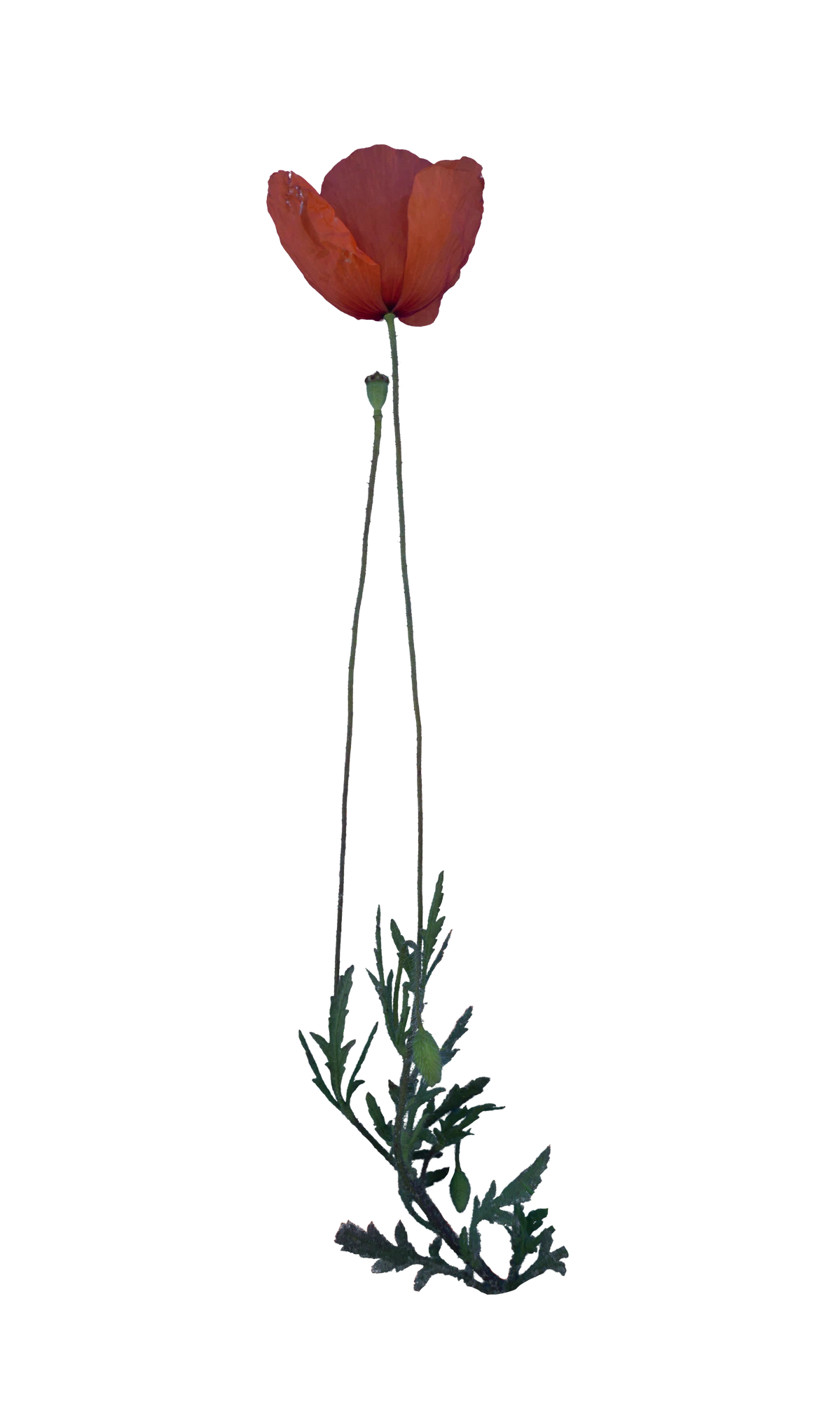 030 — Descargar