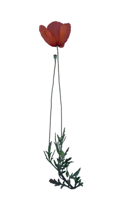 030 — Descargar