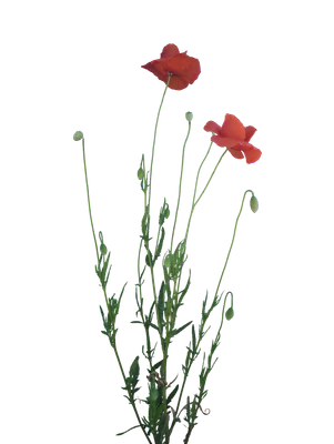 031 — Скачать