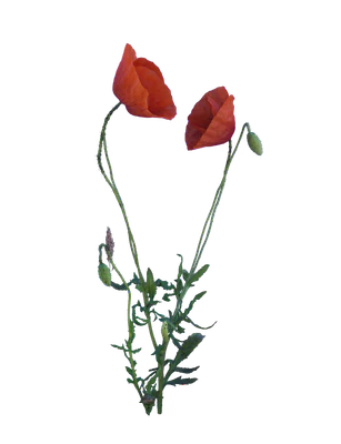 032 — Descargar
