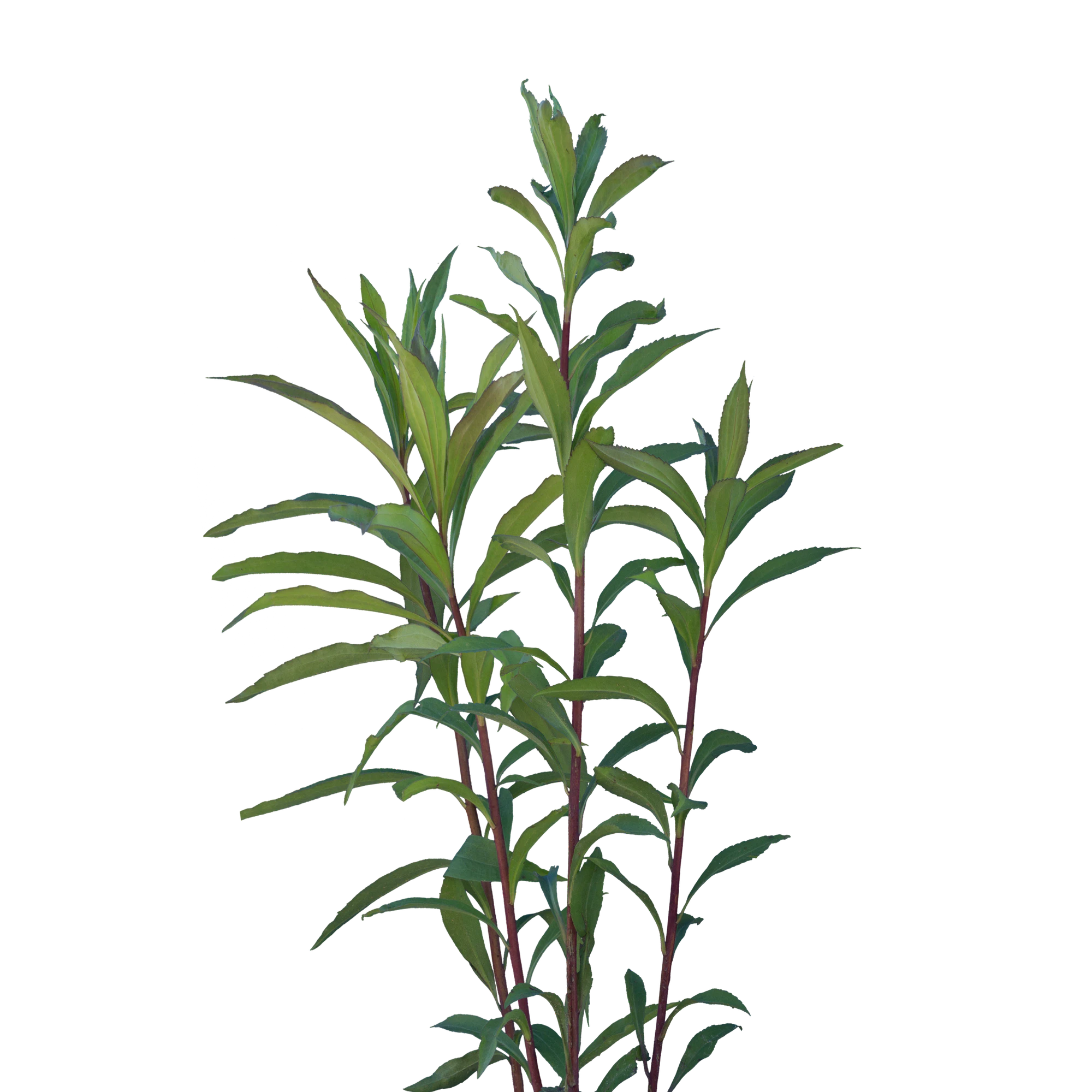 042 — Скачать