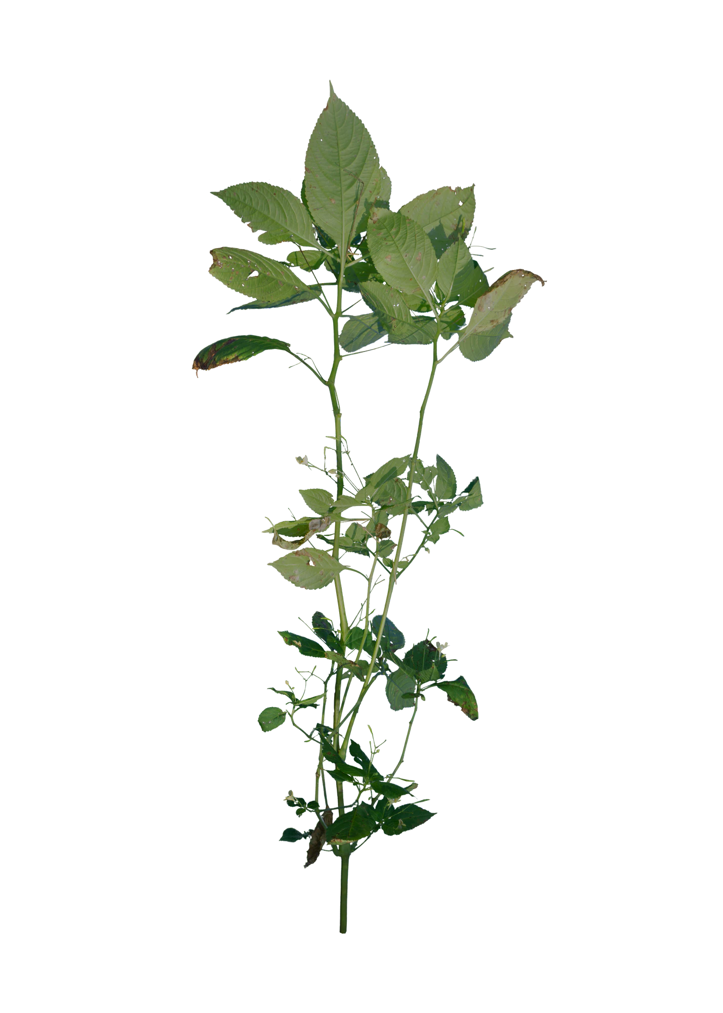 061 — Скачать