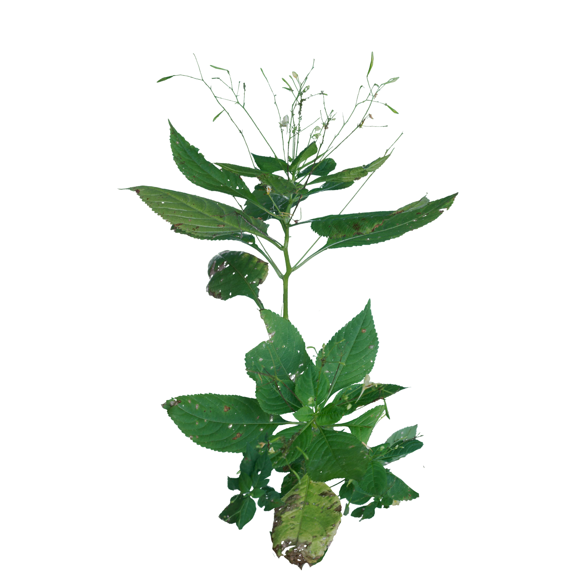 063 — Скачать