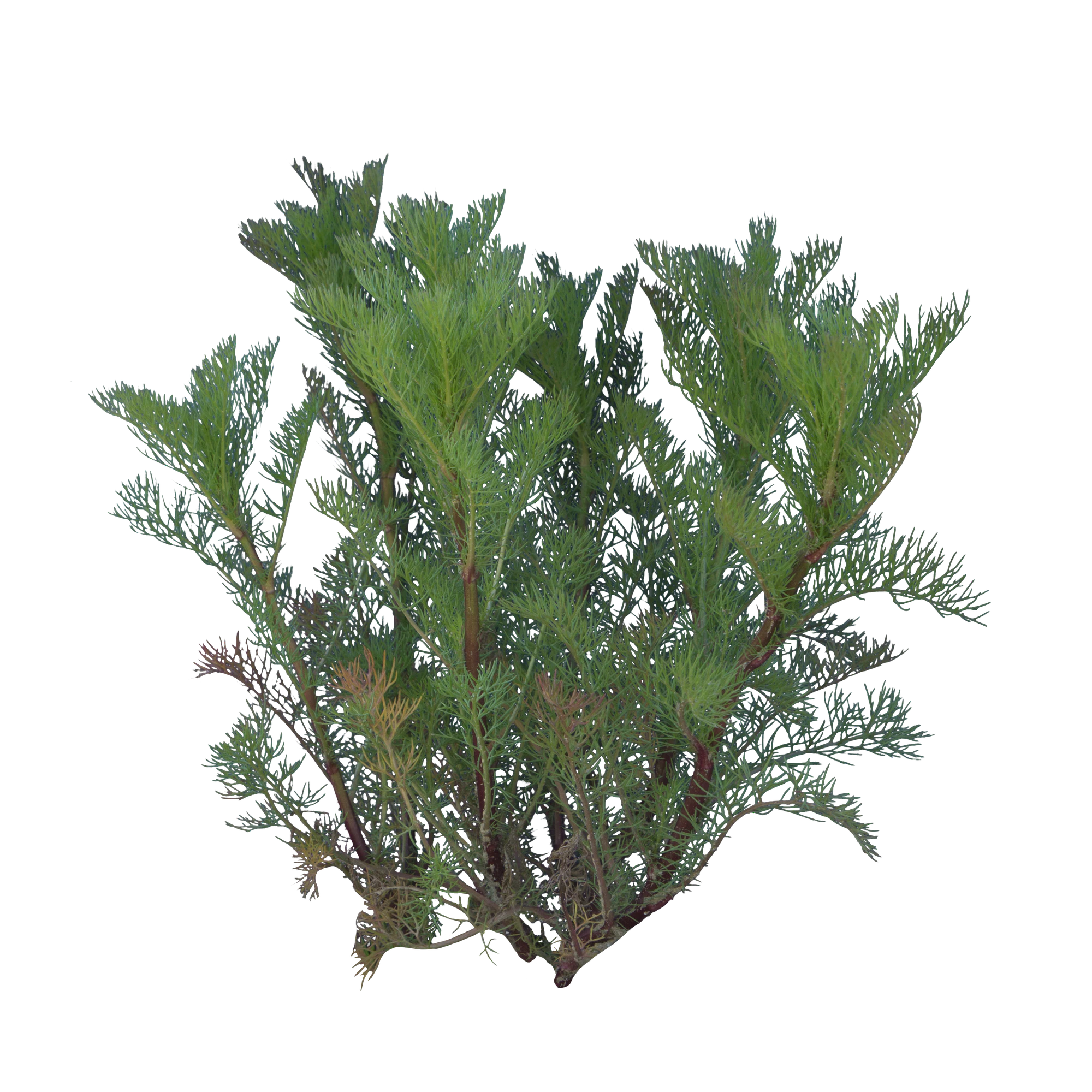 066 — Скачать