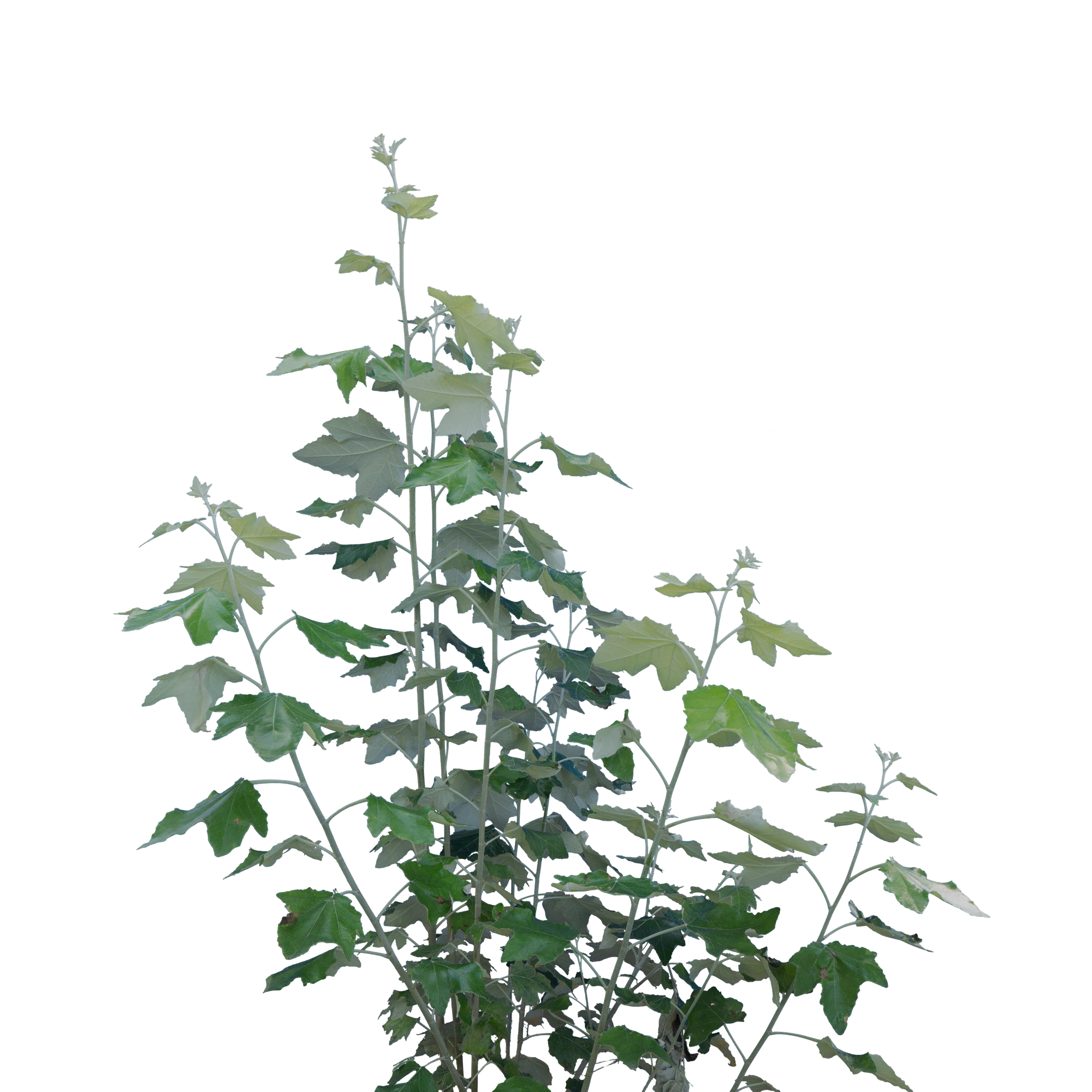 073 — Скачать