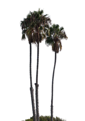 006 — Descargar