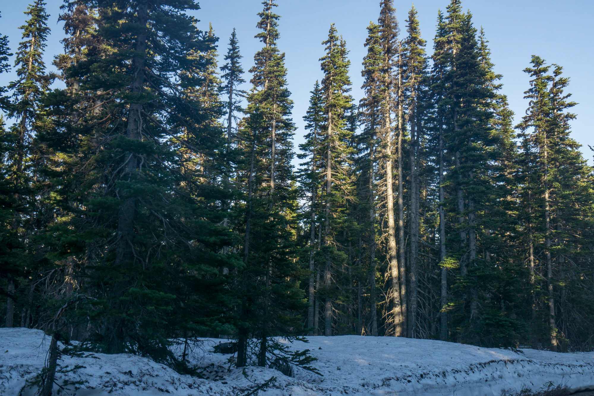 365 — Скачать