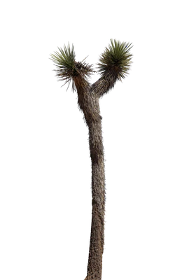 037 — скачать