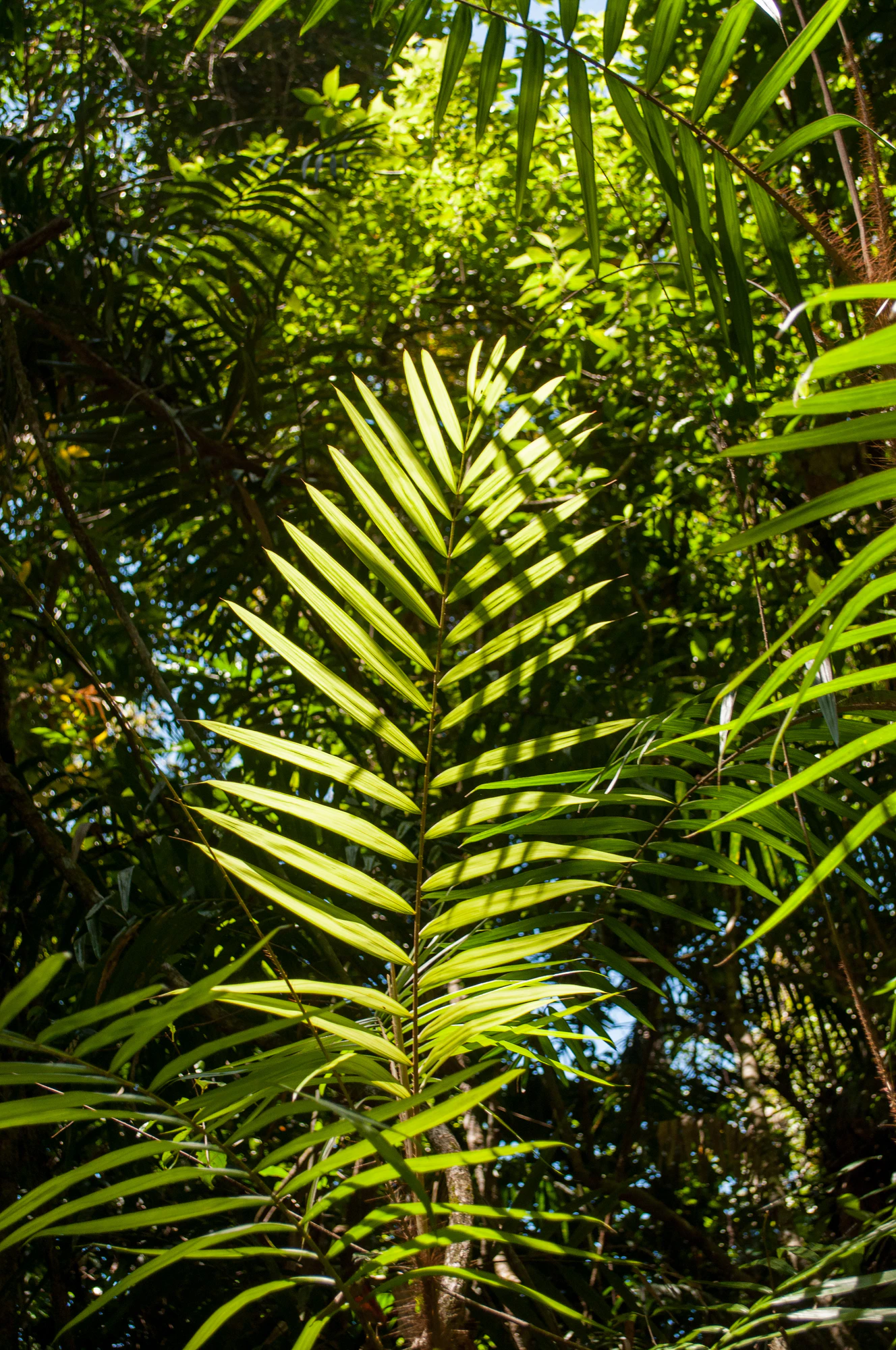 287 — Скачать