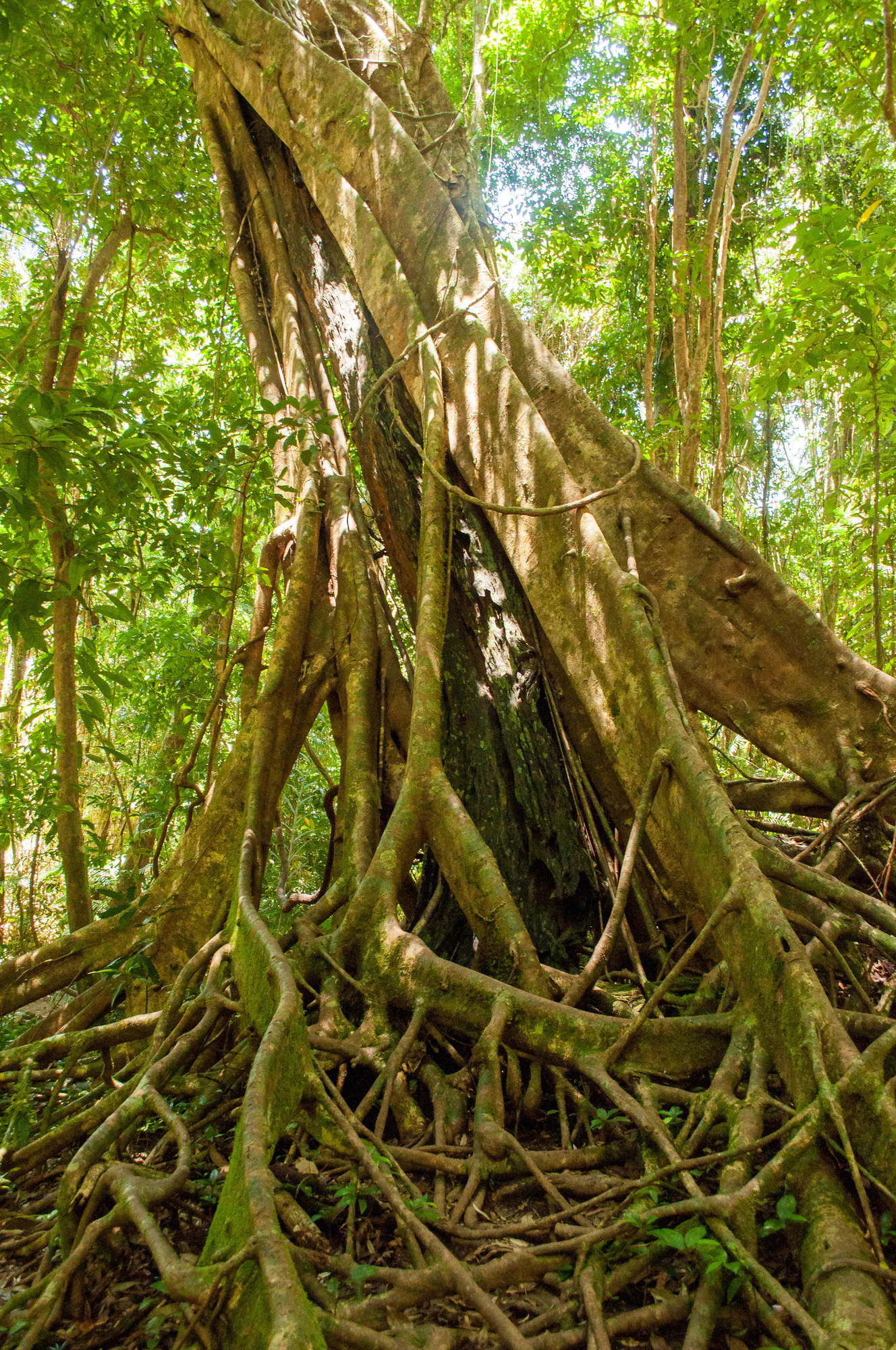 293 — Скачать