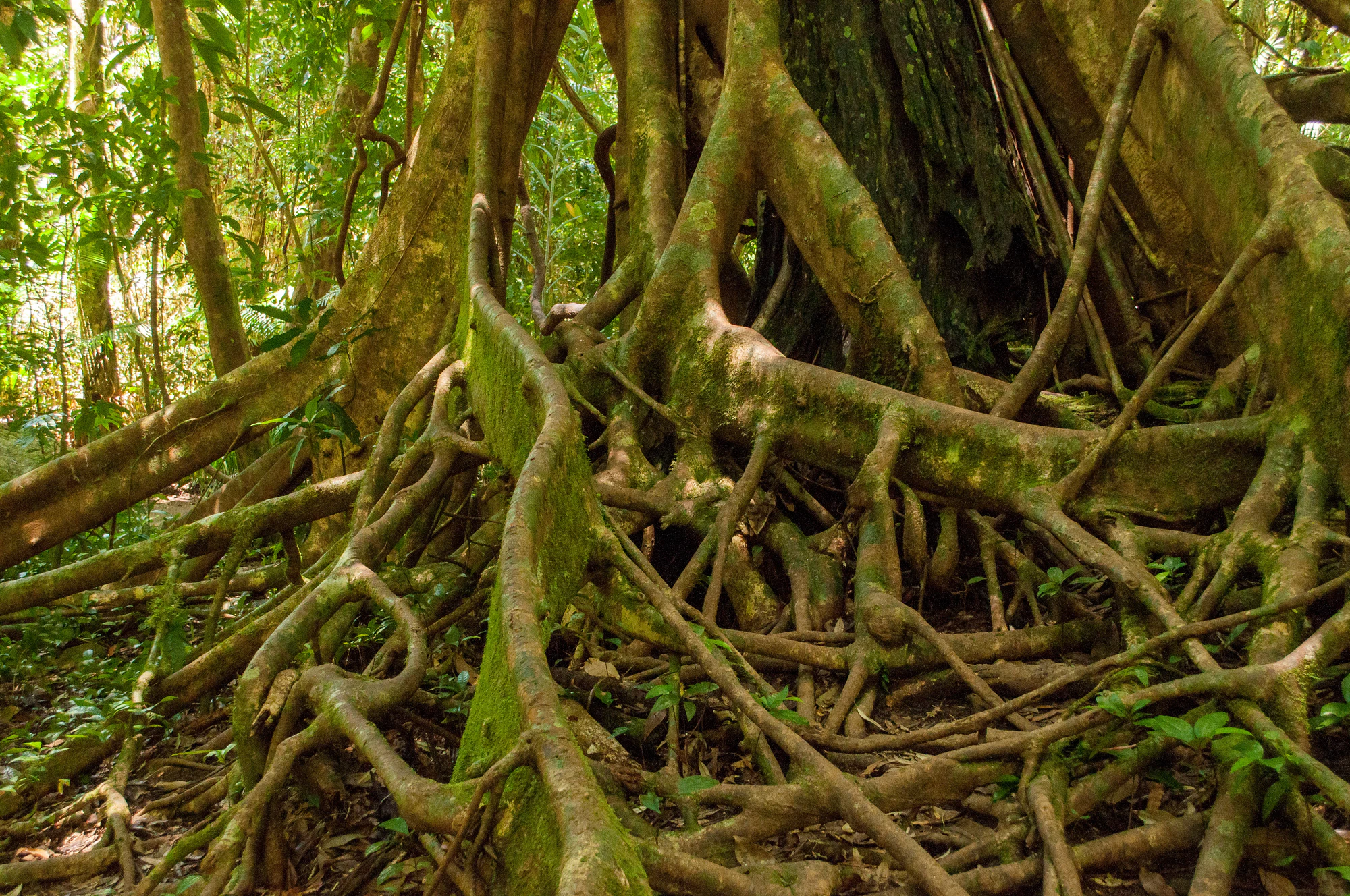 294 — Скачать