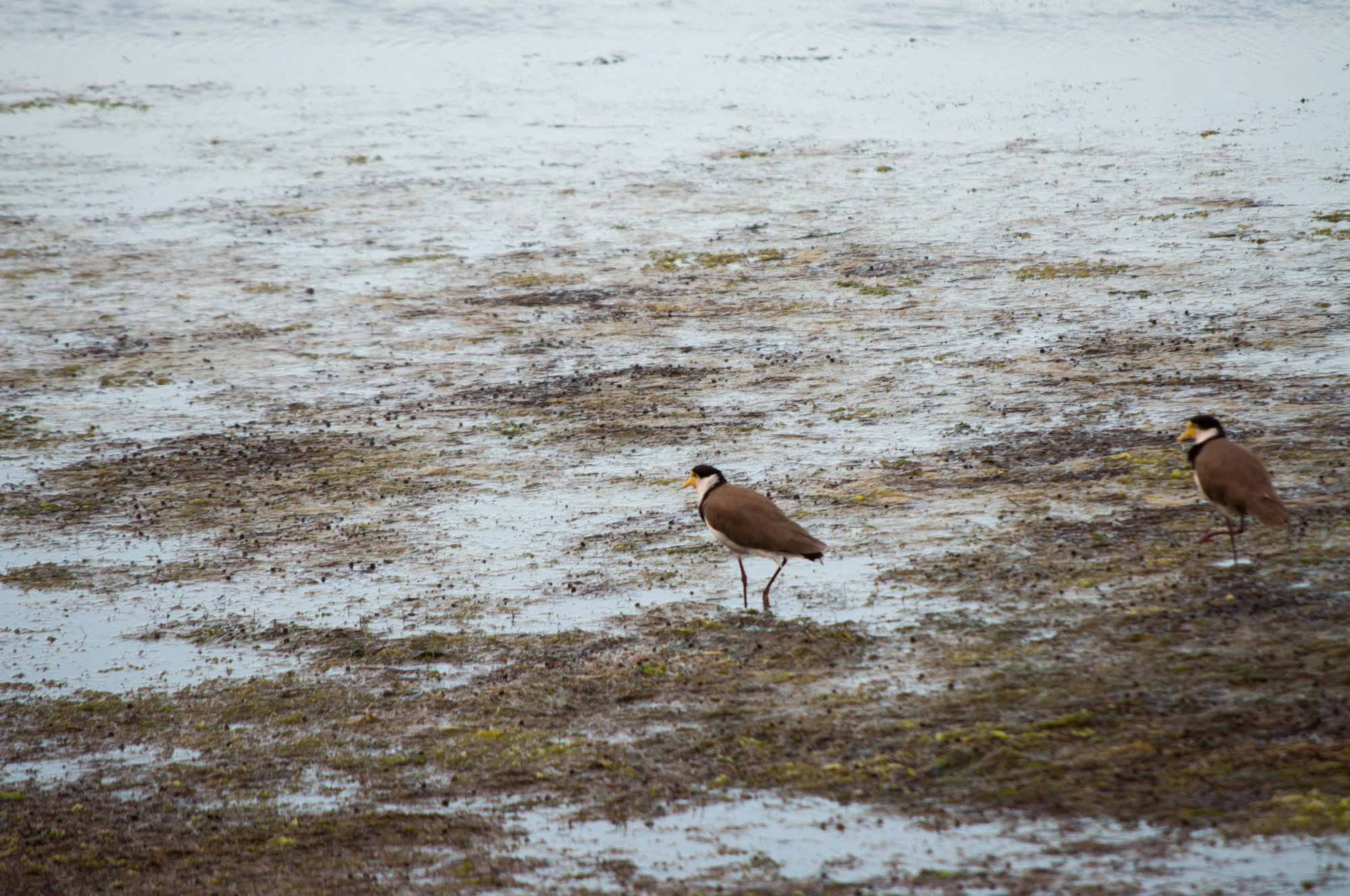 325 — Скачать