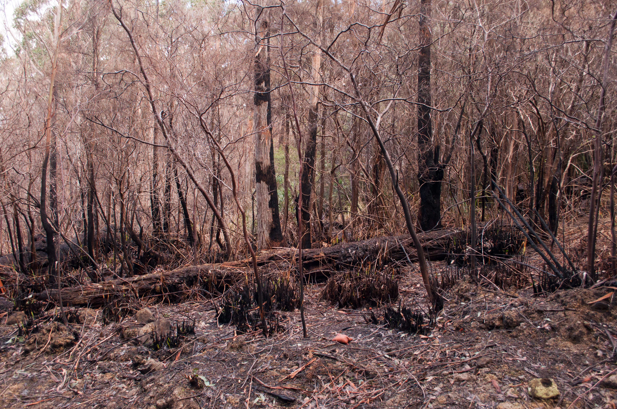 068 — Скачать