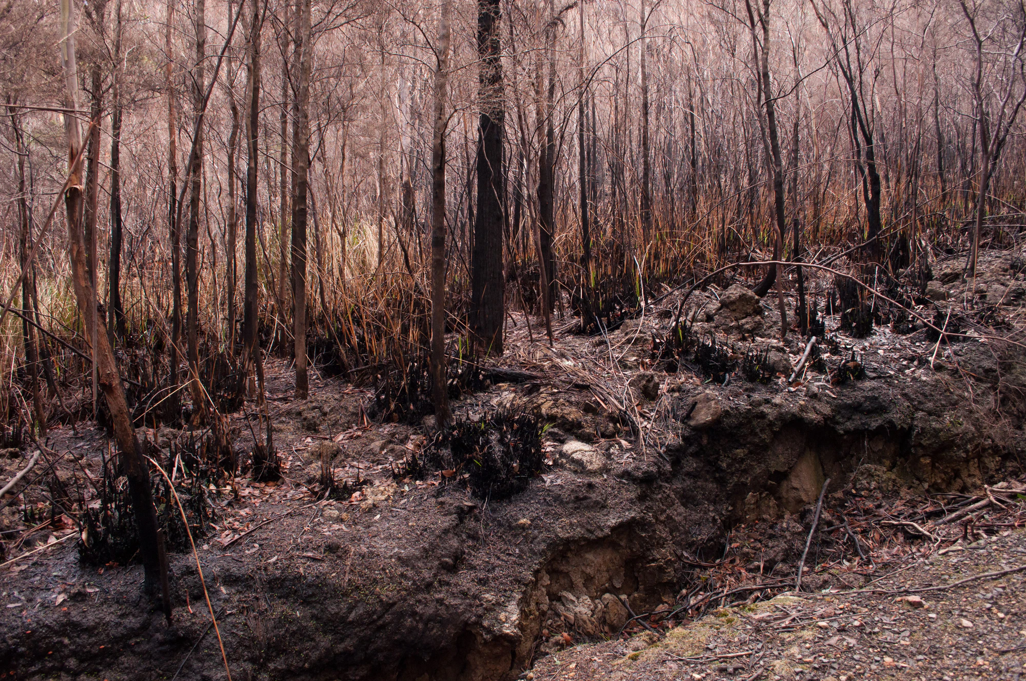 077 — Скачать