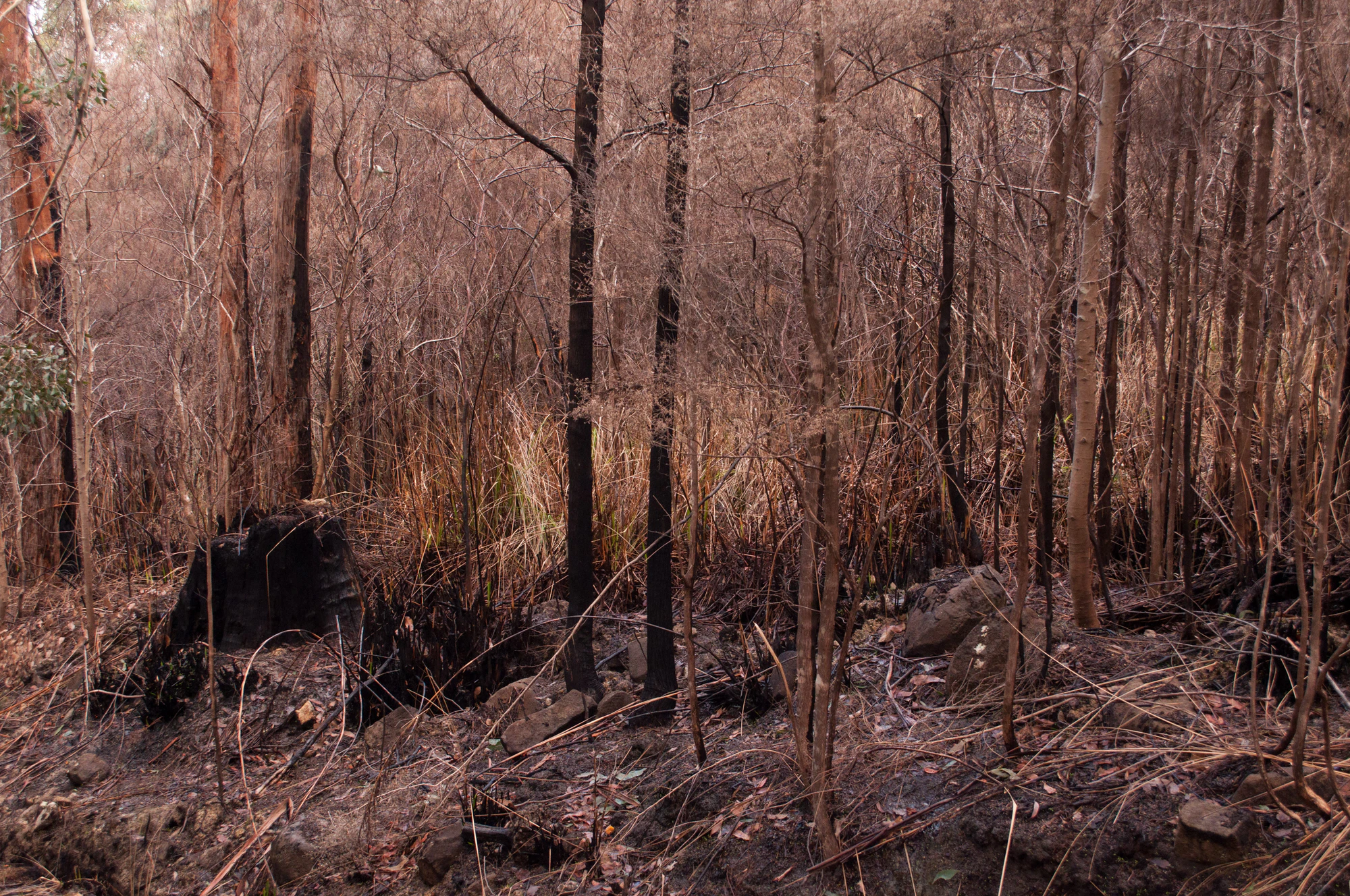 079 — Скачать