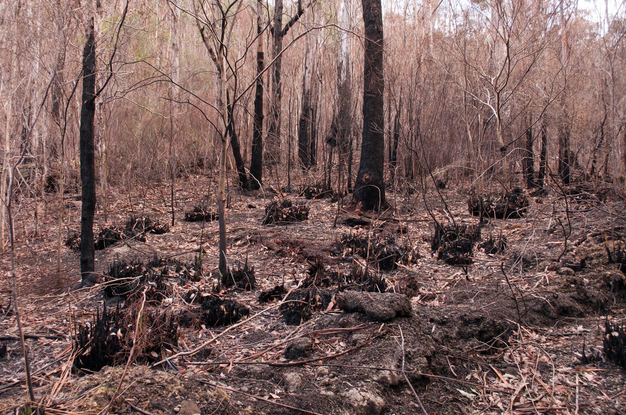 080 — Скачать