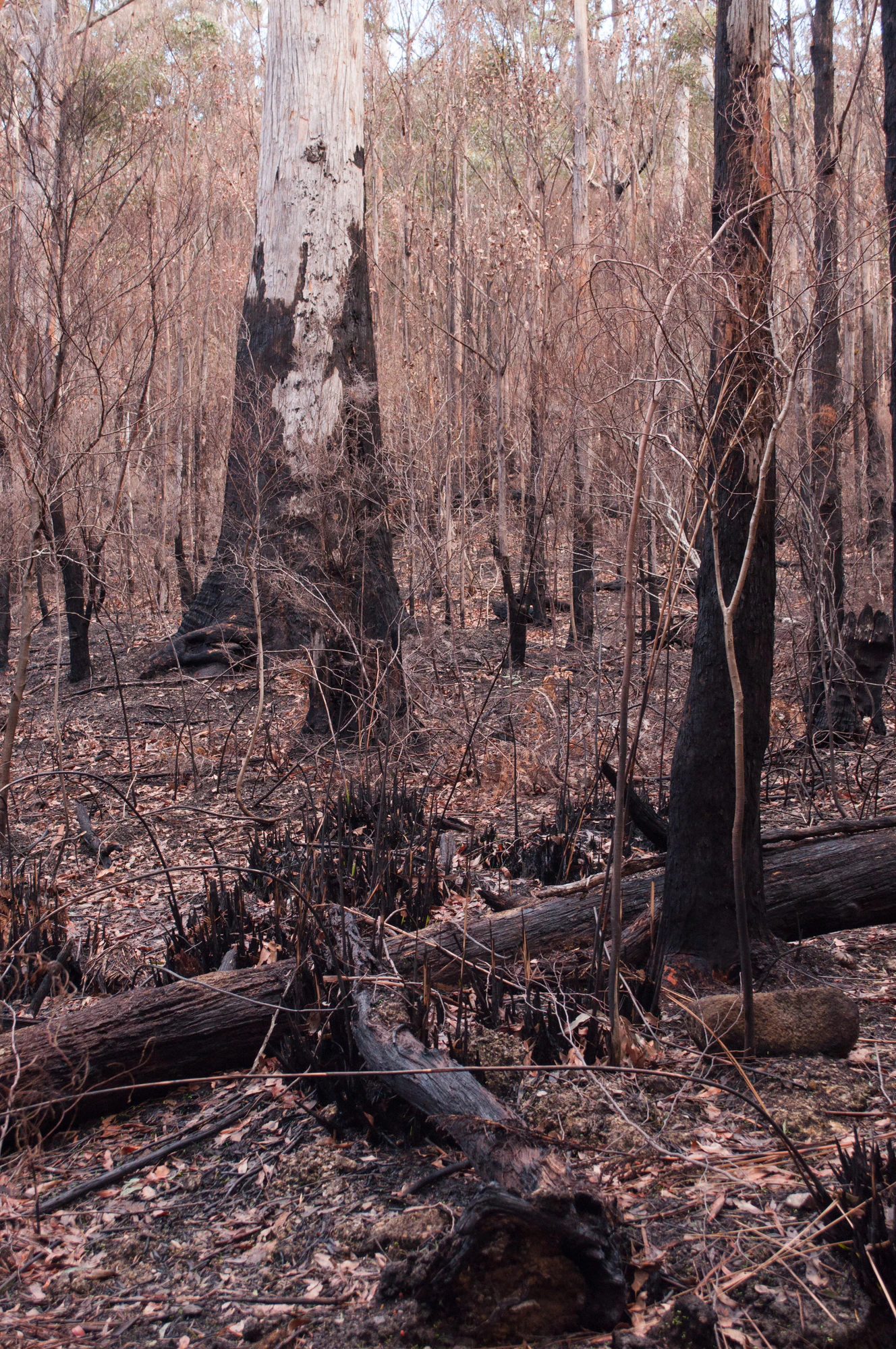 083 — Скачать