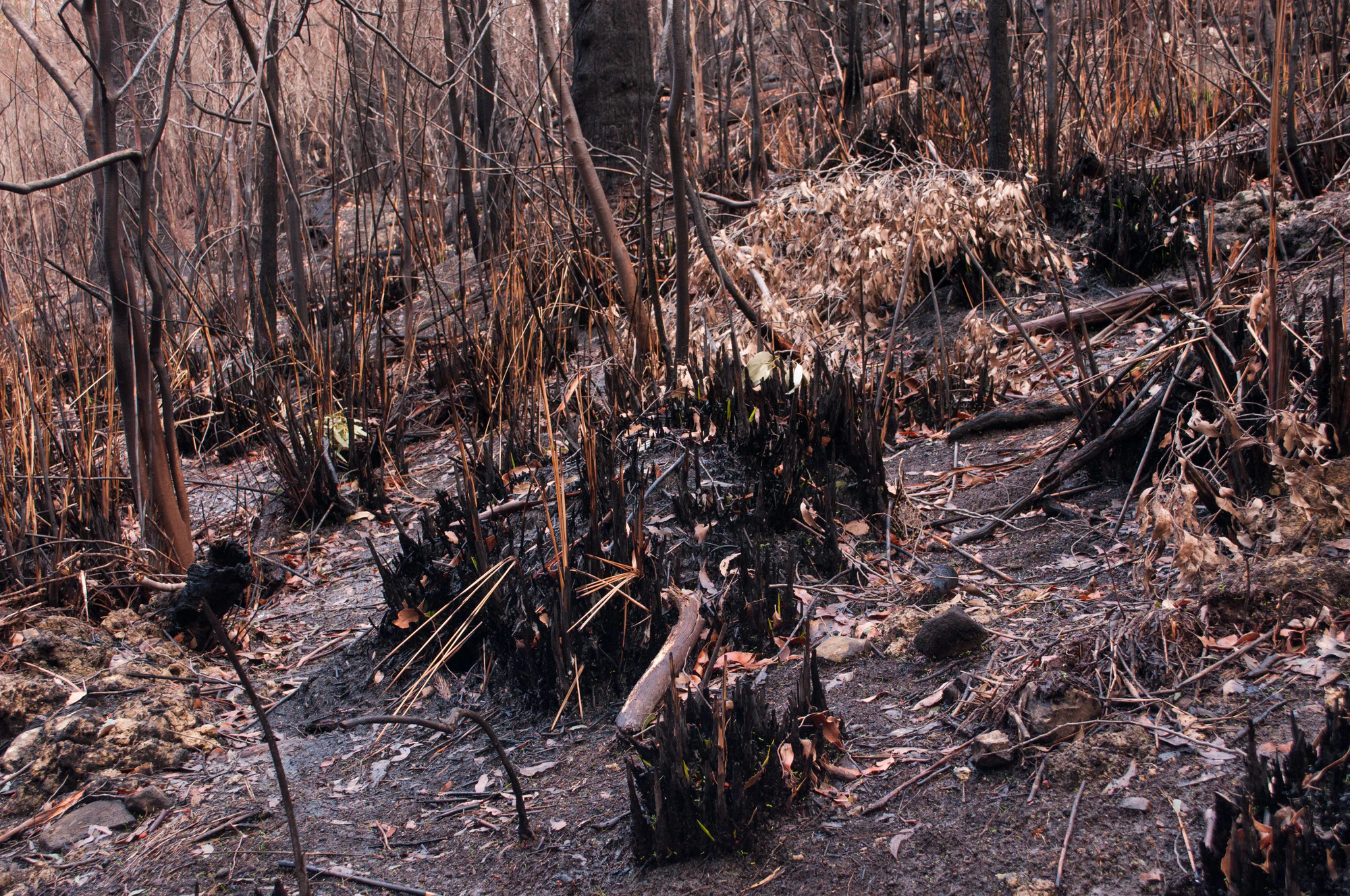 086 — Скачать