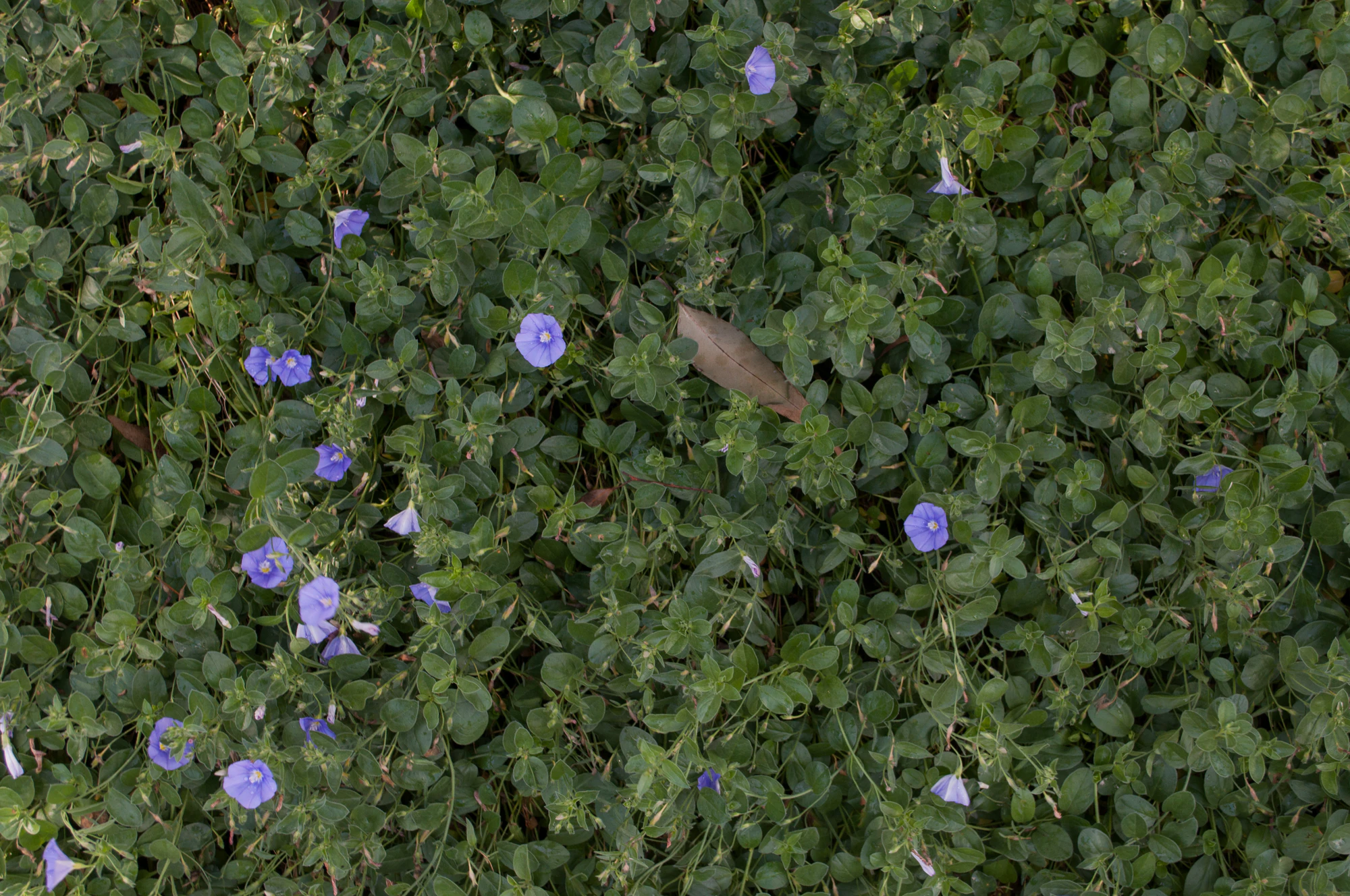 176 — Скачать