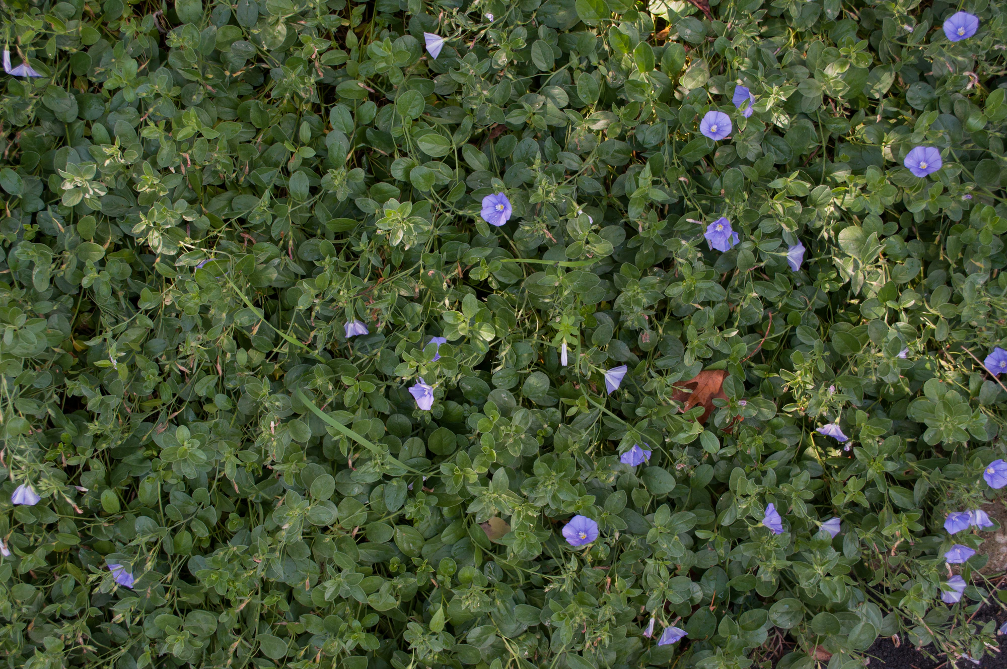 177 — Скачать