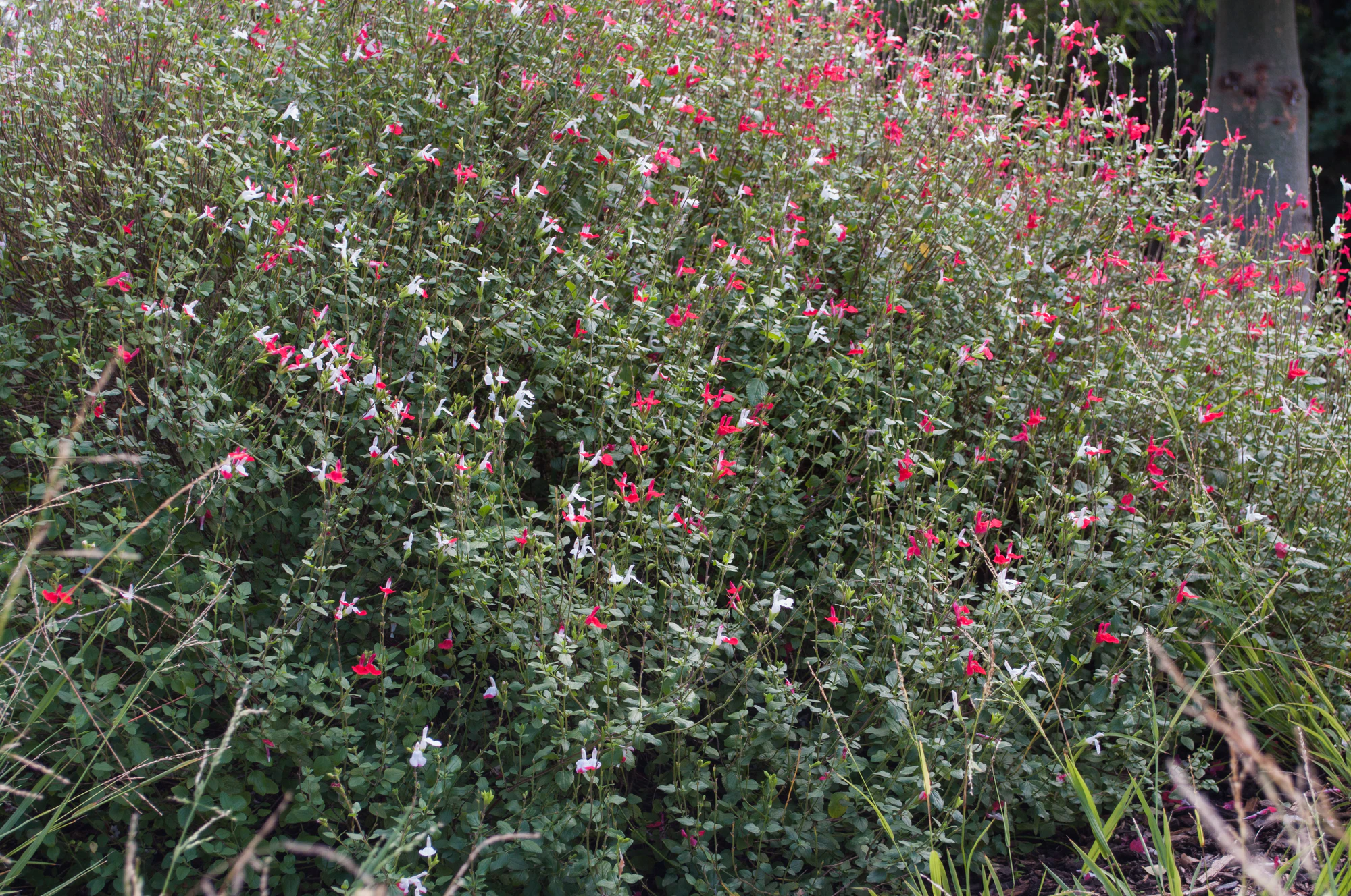 184 — Скачать