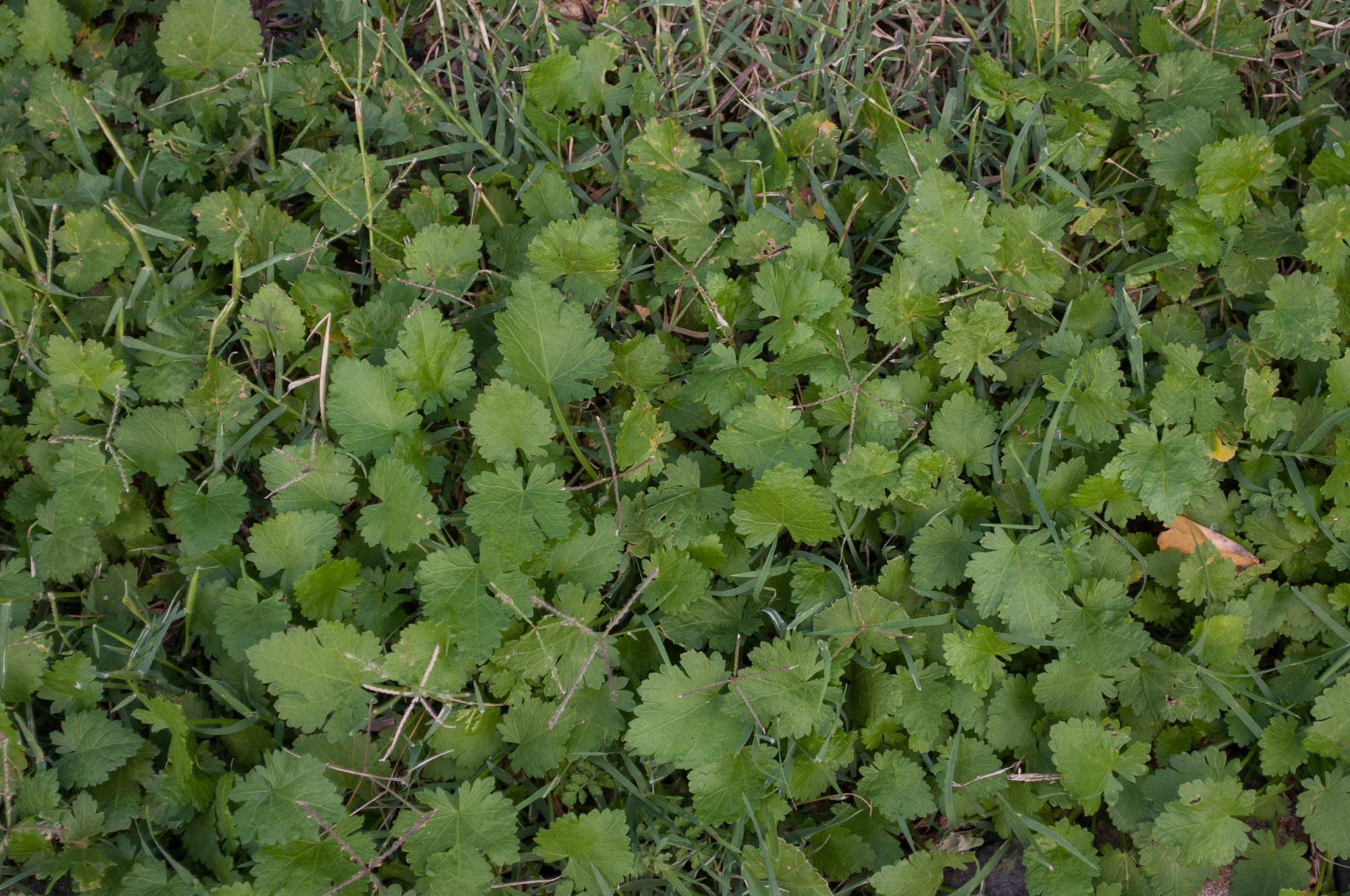 188 — Скачать