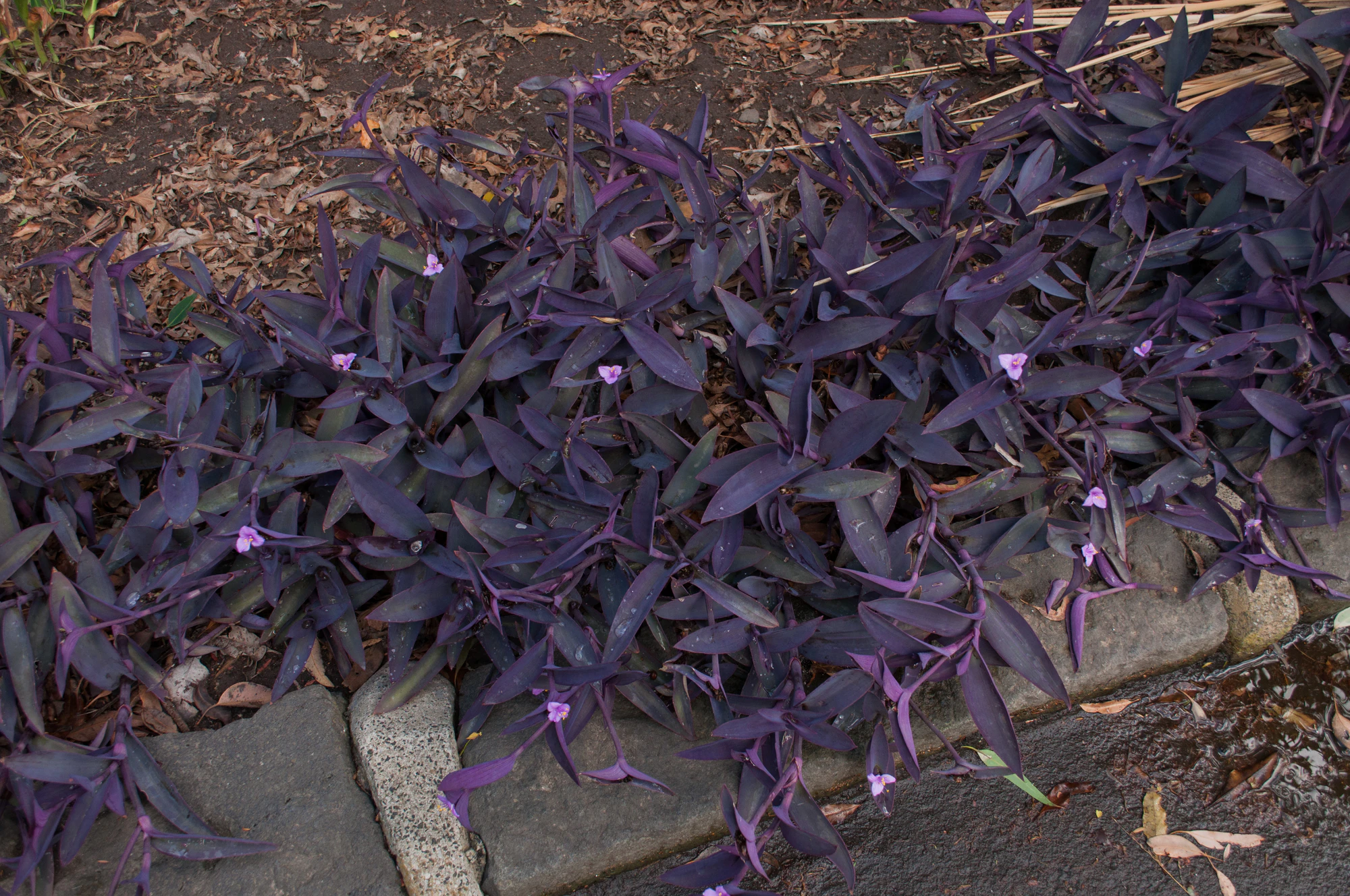 196 — Скачать