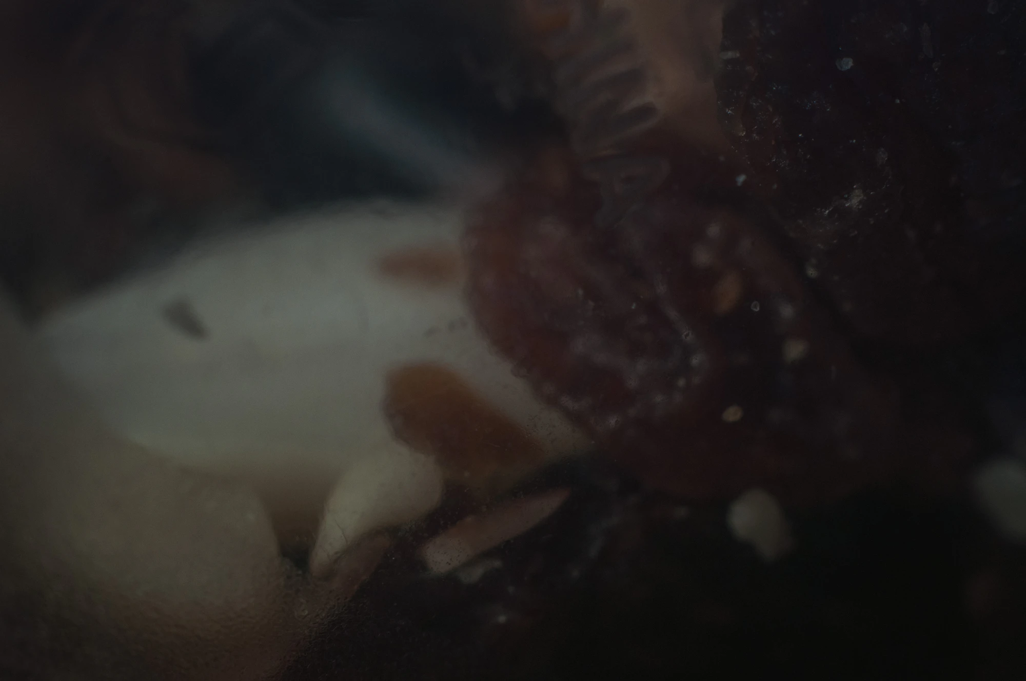 080 — Скачать