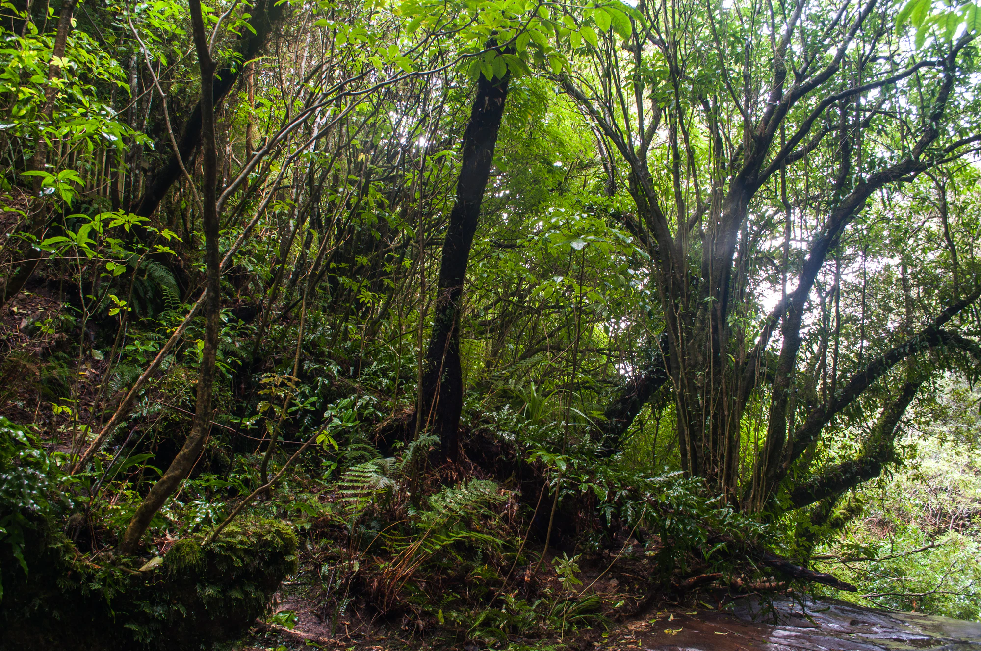 410 — Скачать