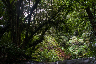 411 — скачать