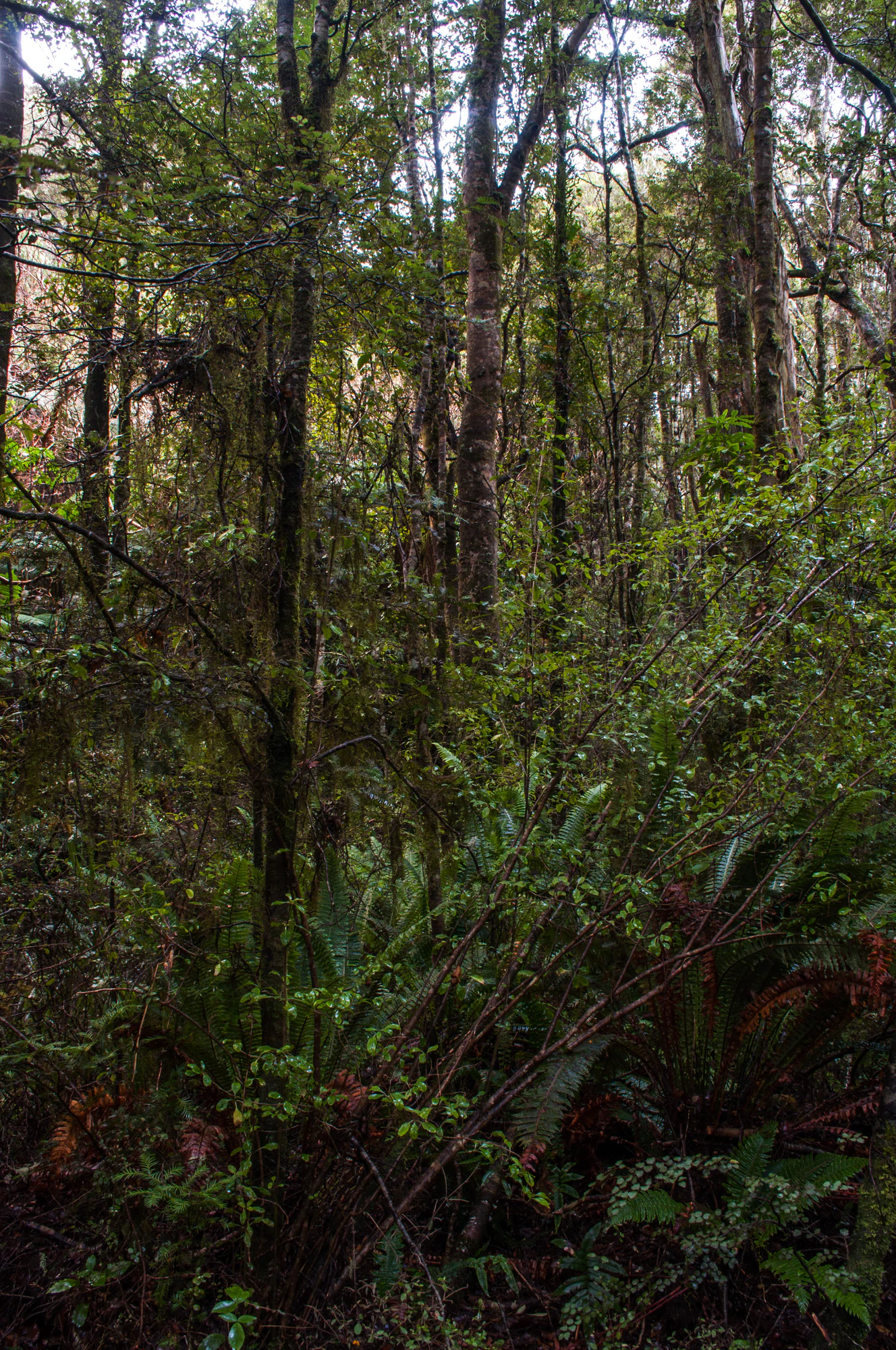 419 — Скачать