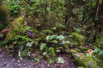 421 — скачать