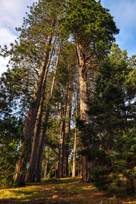 426 — скачать