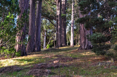 427 — скачать